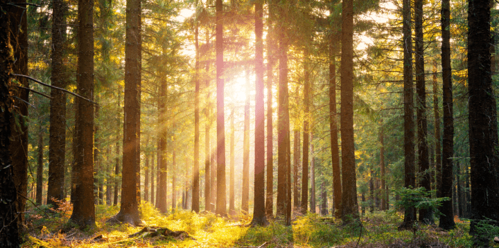 https://slussen.azureedge.net/image/16779/forest1.png
