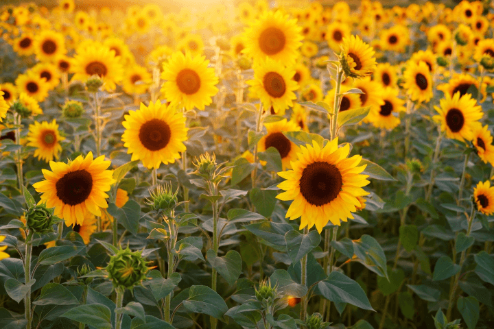 https://slussen.azureedge.net/image/3089/sunflower-3550693_1920.jpg